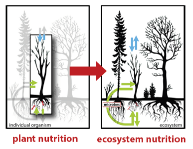 Plant_Ecosystem_Nutrition_2021