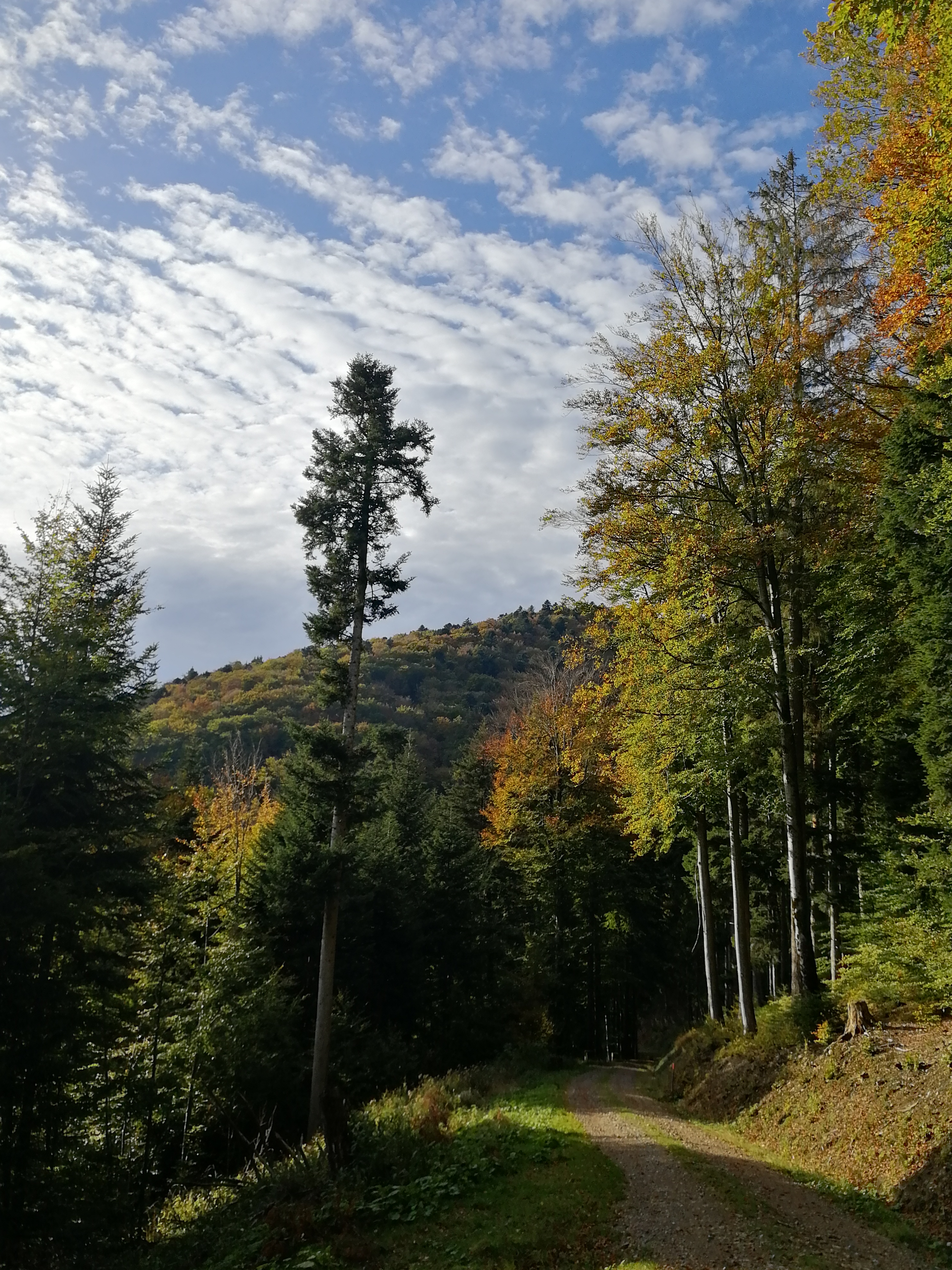 Conventwald_Herbst