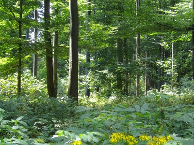 Frühling BBR