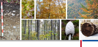 Homeüage_Header_Herbst