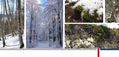 Header Winter