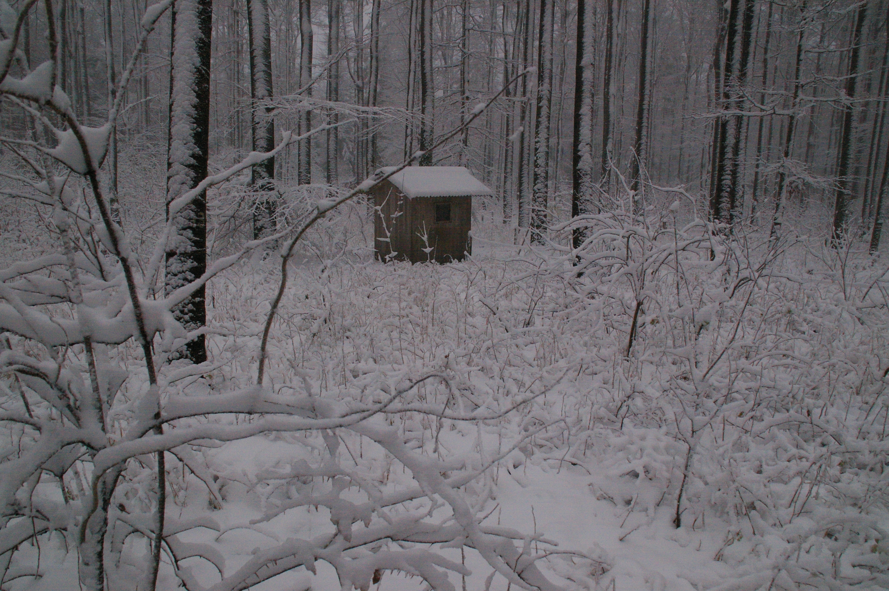 Wald Winter
