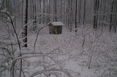 Wald Winter