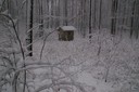 Wald Winter