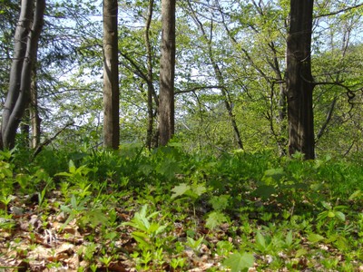 Wald_Frühling