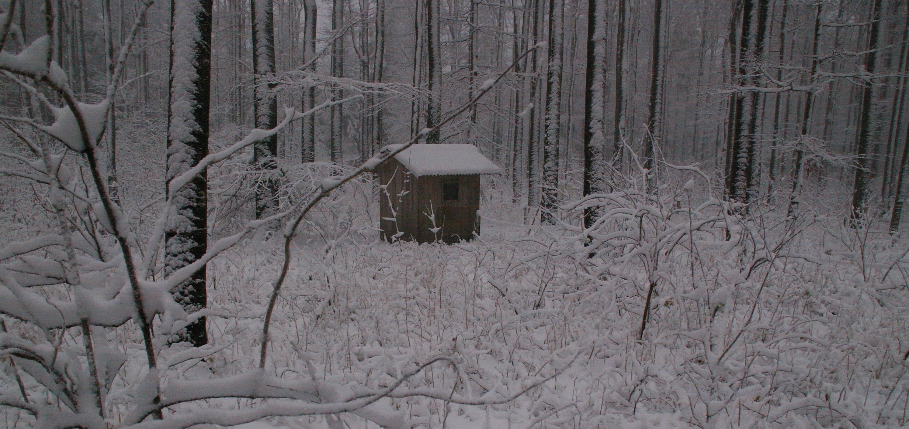 Winterwald_klein.jpg