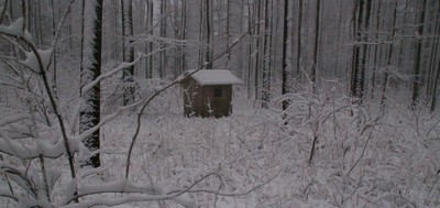 Winterwald_klein.jpg