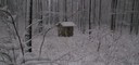 Winterwald_klein.jpg